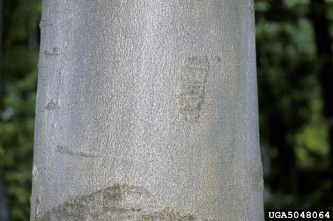 Healthy beech tree bark
